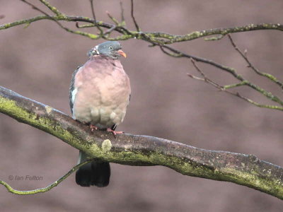 Wood Pigeon, Crail, Fife