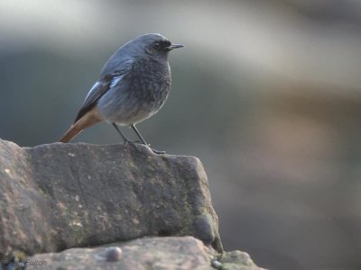 Black Redstart, Crail, Fife