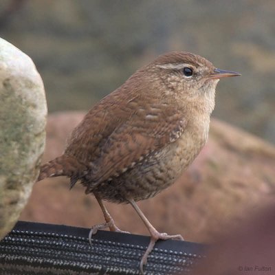 Wren, Crail, Fife