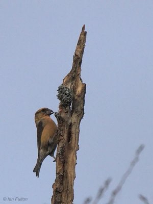 Common Crossbill, Carron Valley Reservoir, Clyde