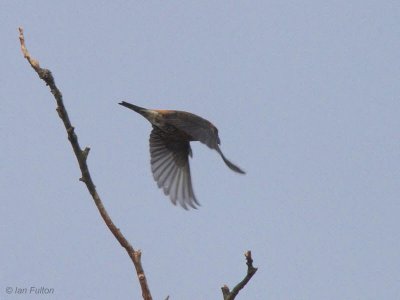 Common Crossbill, Carron Valley Reservoir, Clyde