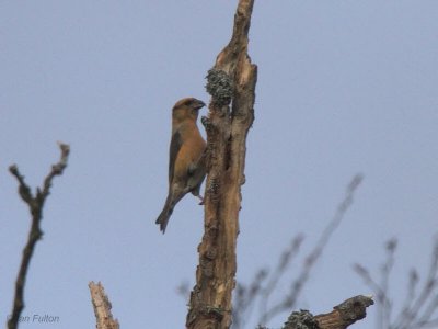 Common Crossbill, Carron Valley Reservoir, Clyde