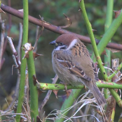 Tree Sparrow, Crail, Fife