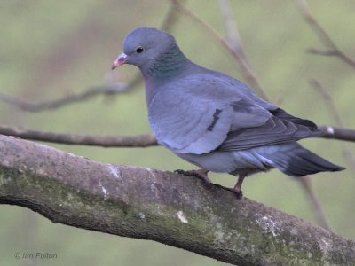 Stock Dove, Crail, Fife