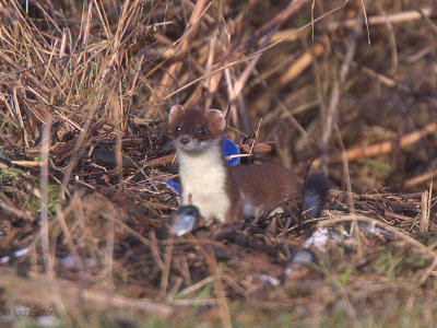 Stoat, Ardmore Point, Clyde