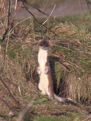 Stoat, Ardmore Point, Clyde