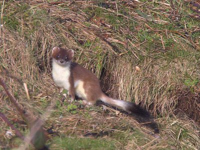 Stoat, Ardmore Point, Clyde