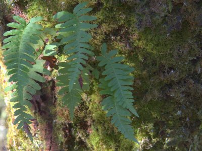 Epiphytic ferns growing on a willow tree, Loch Lomond