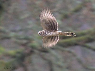 Hen Harrier, Loch Lomond, Clyde