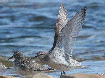 Knot, Fife Ness