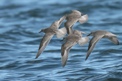 Knot, Fife Ness