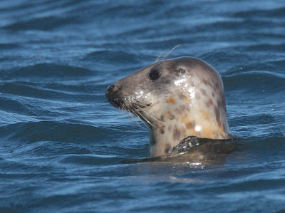 Grey Seal, Fife Ness