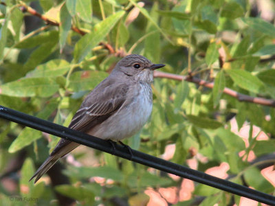 Spotted Flycatcher, Iztuzu-Dalyan, Turkey