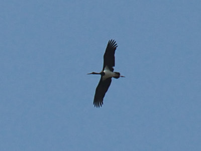 Black Stork, Iztuzu-Dalyan, Turkey