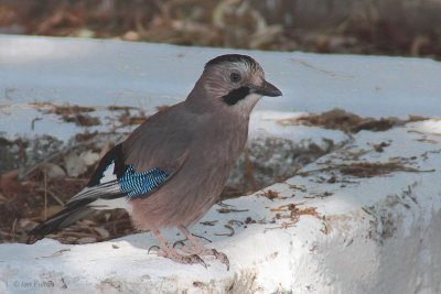 Jay, Candir-Dalyan, Turkey