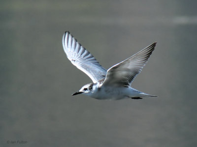 Whiskered Tern (juvenile), Caunos-Dalyan, Turkey