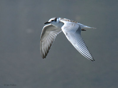 Whiskered Tern (juvenile), Caunos-Dalyan, Turkey