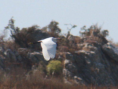 Little Egret, Caunos-Dalyan, Turkey