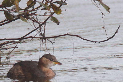 Little Grebe, Hogganfield Loch, Glasgow