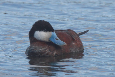 Ruddy Duck, Hogganfield Loch, Glasgow