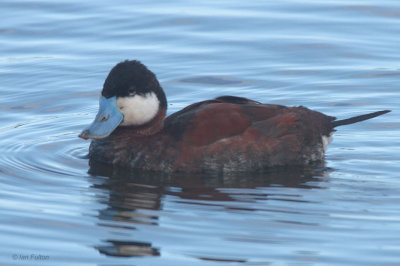 Ruddy Duck, Hogganfield Loch, Glasgow