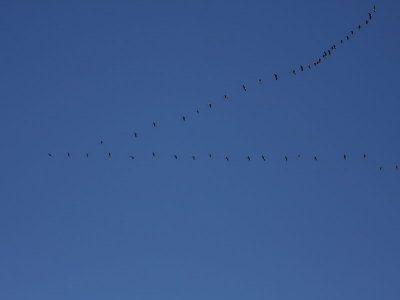 Pink-footed Geese, South Medwin valley, Clyde