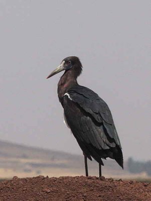 Abdim's Stork, between Shashemene and Goba
