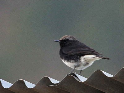 Abyssinian Black Wheatear, Axum