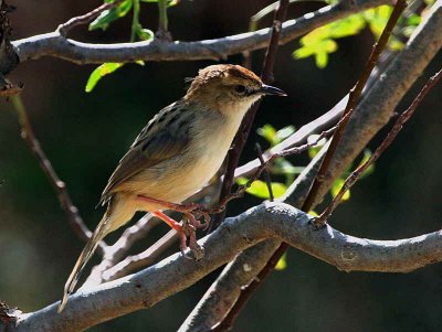 Ethiopian Cisticola