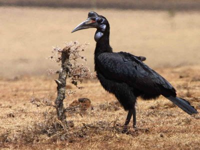 Abyssinian Ground Hornbill, south of Yabello