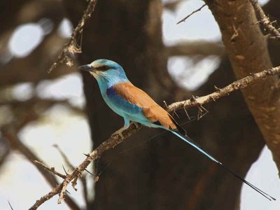 Abyssinian Roller, Afar Plains