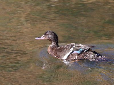 African Black Duck, Simien Mts NP