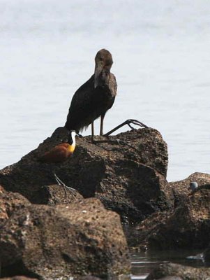 African Openbill, Lake Tana