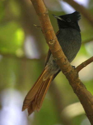 African Paradise Flycatcher (female), Ghion Hotel gardens Addis Ababa