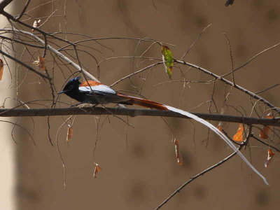 African Paradise Flycatcher (male),  hotel gardens Lake Langano