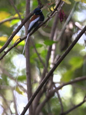African Paradise Flycatcher (male),  Tana Hotel gardens Bahar Dar
