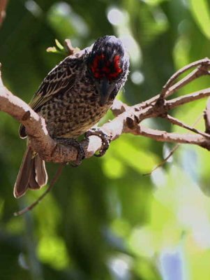 Banded Barbet, Lalibela