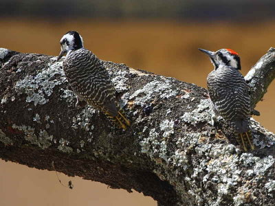 Bearded Woodpecker, Lake Langano