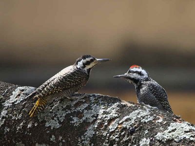 Bearded Woodpecker, Lake Langano