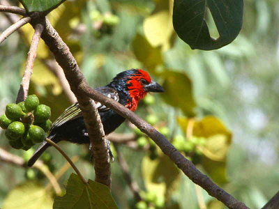 Black-billed Barbet, Axum