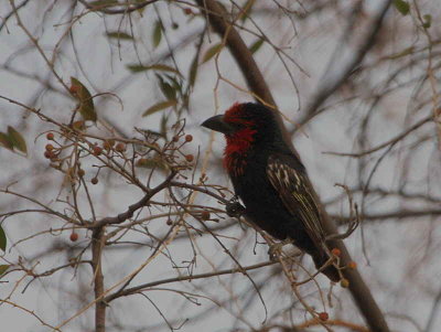 Black-billed Barbet, Bahir Dar