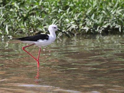 Black-winged Stilt, Lake Ziway