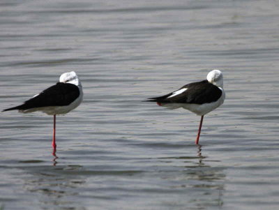 Black-winged Stilt, Lake Ziway