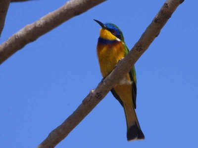 Blue-breasted Bee-eater, Axum