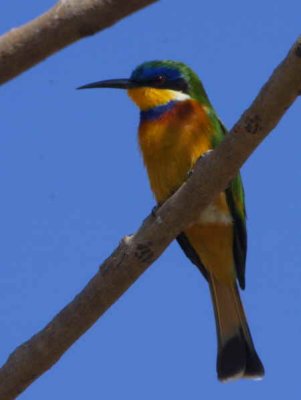 Blue-breasted Bee-eater, Axum