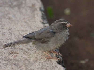 Brown-rumped Seedeater, Ghion Hotel gardens, Addis Ababa