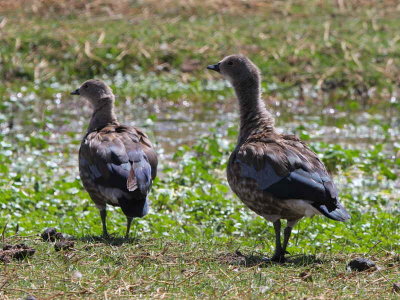Blue-winged Goose, Sululta Plains
