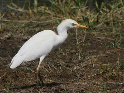 Cattle Egret, Laka Awassa