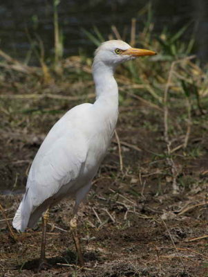 Cattle Egret, Laka Awassa