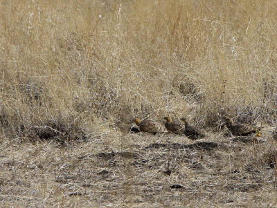 Chestnut-bellied Sandgrouse, Awash NP